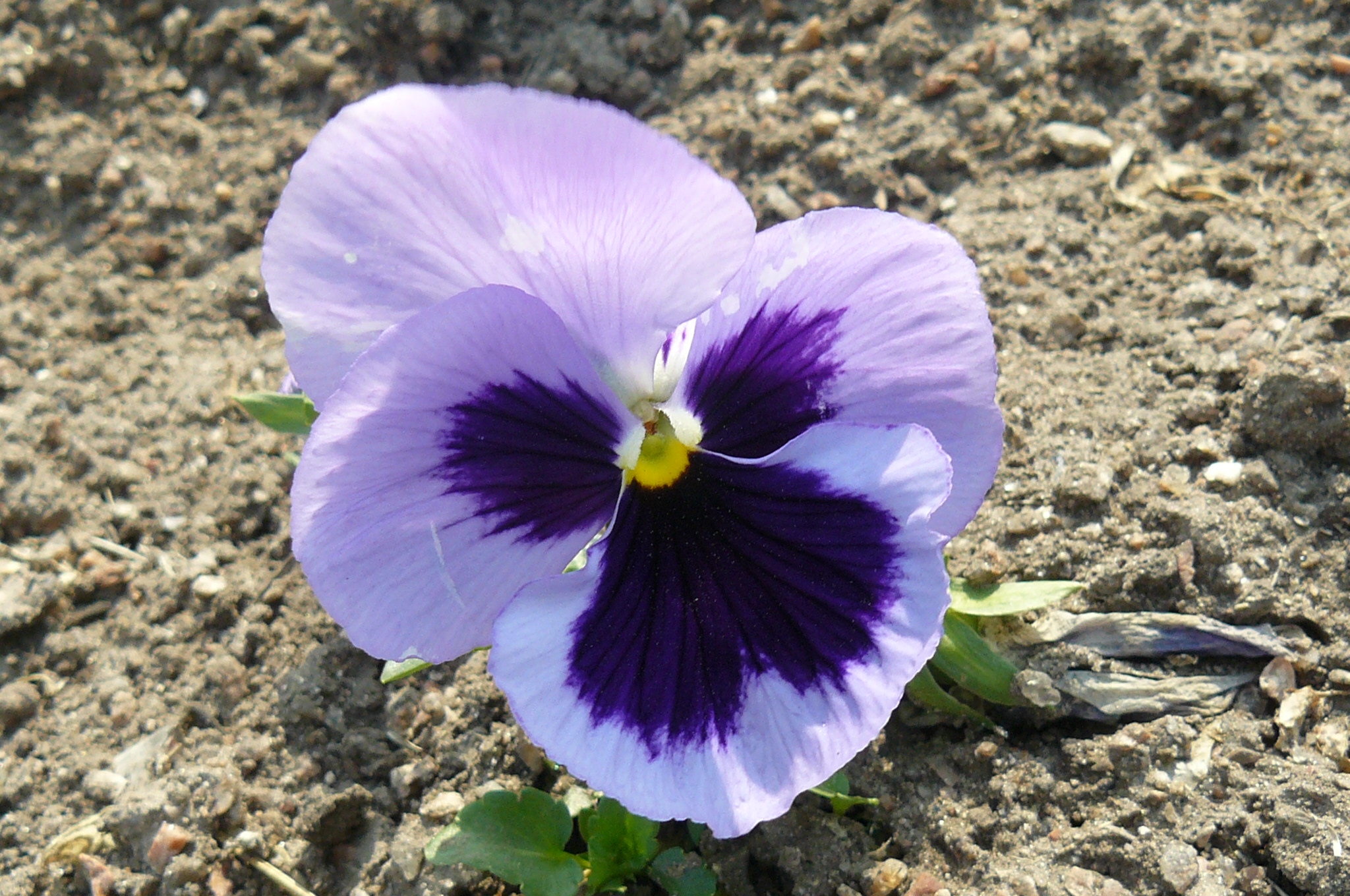 Pensamiento lila, violeta y amarillo | MARAVILLATE
