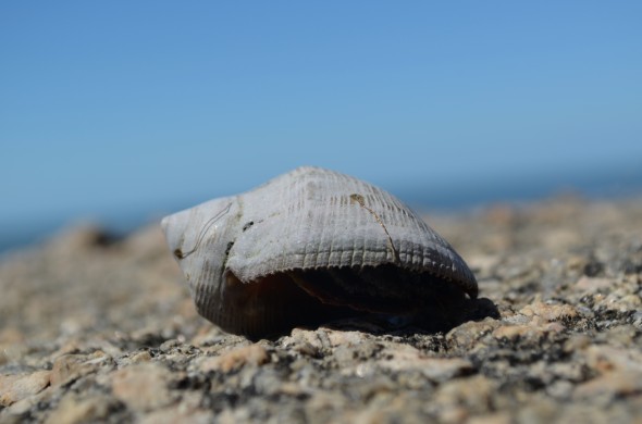 De este tipo de caracoles encontré muchos en la costa de Rocha, Uruguay.